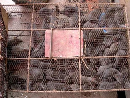 Chuột chứa đầy trong rọ chuẩn bị đem đi làm thịt cung cấp cho nhà hàng